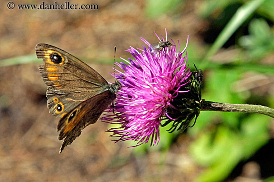 butterfly-on-purple-flower-1.jpg