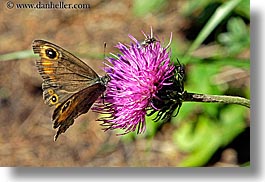 butterflies, europe, flowers, horizontal, purple, slovakia, photograph