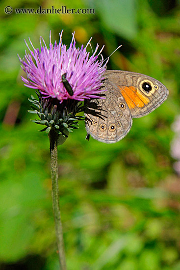 butterfly-on-purple-flower-2.jpg