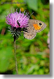 butterflies, europe, flowers, purple, slovakia, vertical, photograph