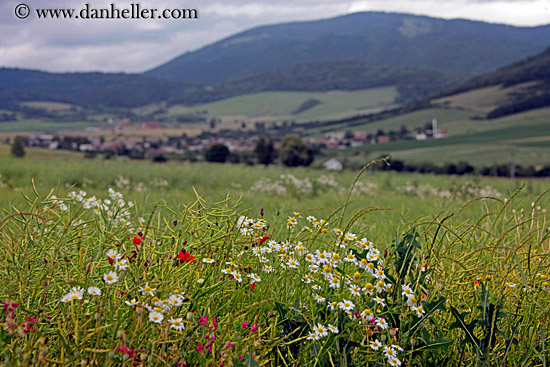 field-of-colorful-wildflowers-1.jpg