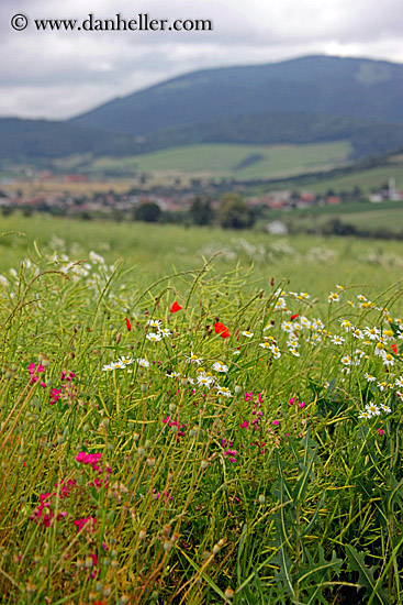 field-of-colorful-wildflowers-2.jpg
