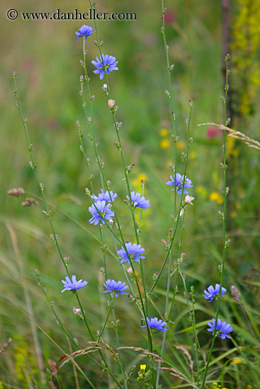 field-of-colorful-wildflowers-3.jpg