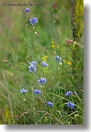 colorful, europe, fields, flowers, slovakia, vertical, wildflowers, photograph