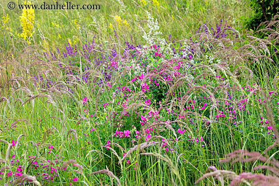 field-of-colorful-wildflowers-4.jpg