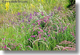 colorful, europe, fields, flowers, horizontal, slovakia, wildflowers, photograph