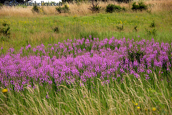 field-of-colorful-wildflowers-5.jpg