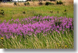 colorful, europe, fields, flowers, horizontal, slovakia, wildflowers, photograph