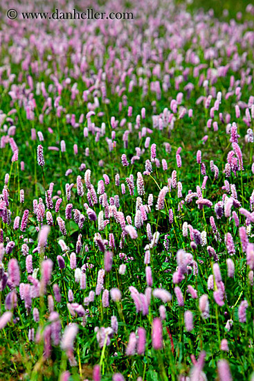field-of-purple-n-pink-flowers.jpg