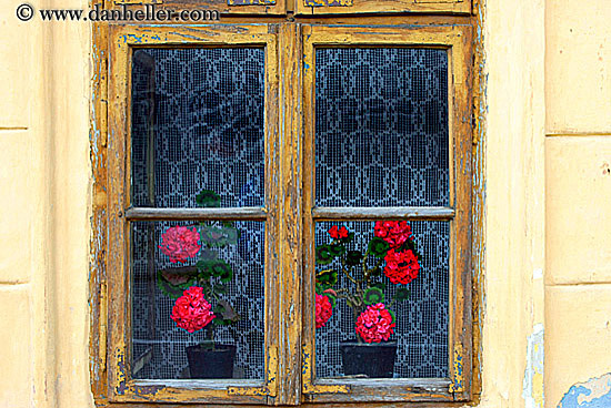 geraniums-in-window.jpg