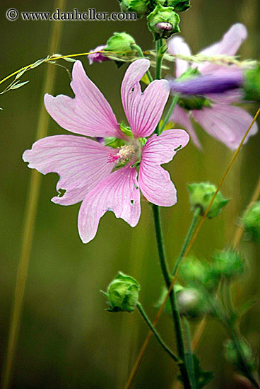 pink-flower.jpg