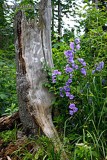 purple-flowers-on-tree-stump.jpg