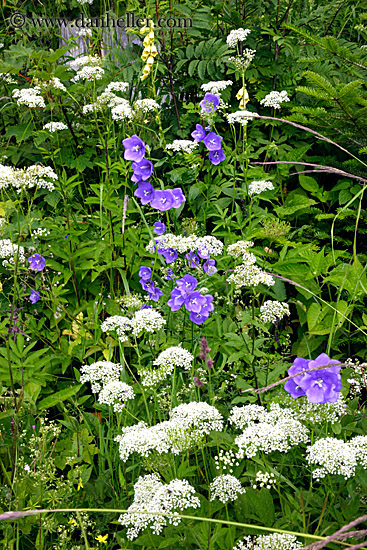 purple-flowers-w-white-lace-flowers.jpg