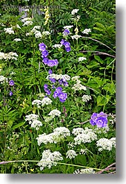 europe, flowers, lace, purple, slovakia, vertical, white, photograph