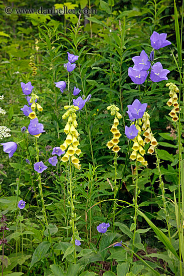 purple-n-yellow-flowers.jpg
