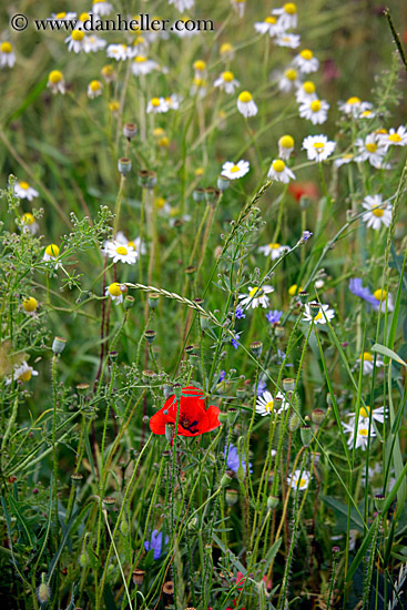 red-poppy-w-white-wildflowers.jpg
