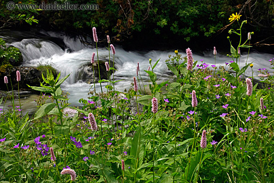 wildflowers-n-river.jpg