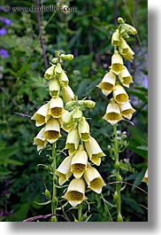 browns, europe, flowers, pedals, slovakia, spots, vertical, yellow, photograph