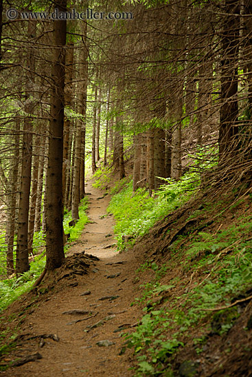 path-thru-forest-1.jpg