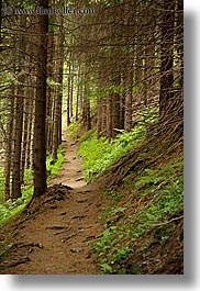 images/Europe/Slovakia/Forest/path-thru-forest-1.jpg