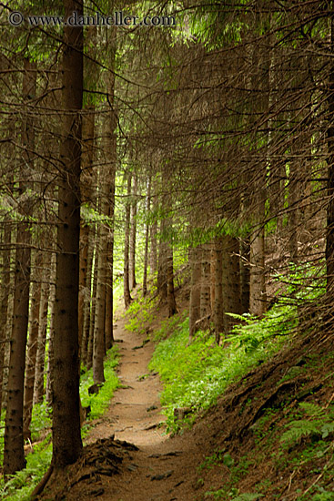 path-thru-forest-2.jpg