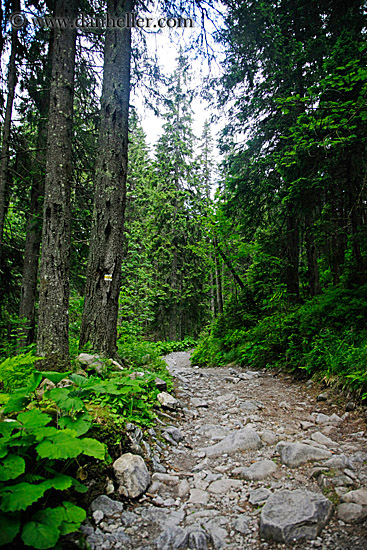 rocky-path-thru-trees-1.jpg