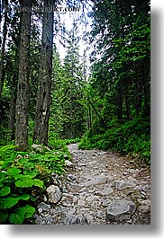 colors, europe, forests, green, materials, nature, paths, plants, rockies, slovakia, stones, trees, vertical, photograph