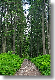 images/Europe/Slovakia/Forest/rocky-path-thru-trees-2.jpg
