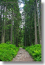 colors, europe, forests, green, materials, nature, paths, plants, rockies, slovakia, stones, trees, vertical, photograph