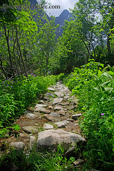rocky-path-thru-trees-3.jpg