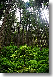 colors, europe, forests, green, nature, plants, slovakia, small, tall, trees, vertical, photograph