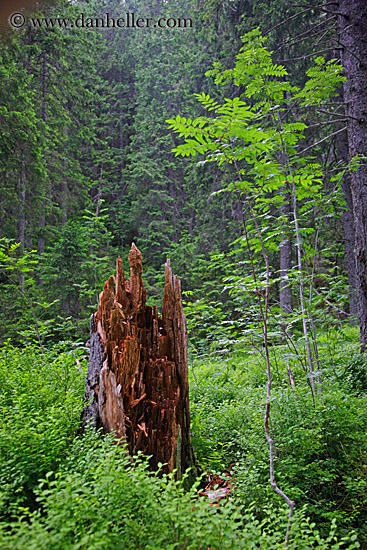 tree-stump-n-new-growth.jpg