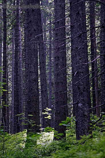 young-tree-in-forest.jpg