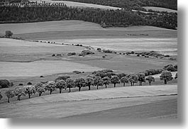 black and white, colors, europe, gray, horizontal, landscapes, rows, slovakia, trees, photograph