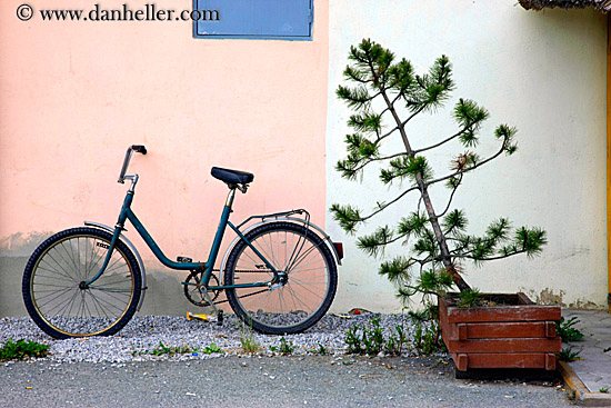 bicycle-n-leaning-tree.jpg