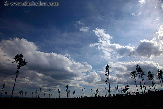 clouds-n-tree-silhouettes-1.jpg