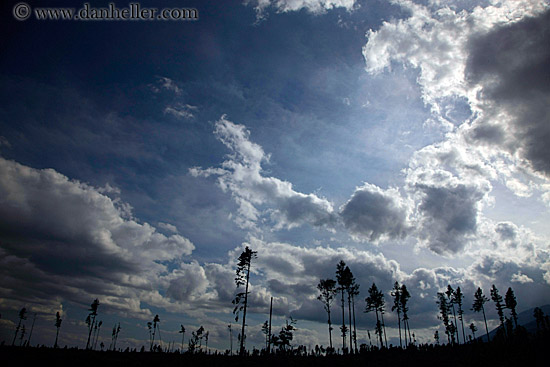 clouds-n-tree-silhouettes-2.jpg
