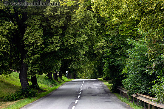 tree-lined-road-2.jpg