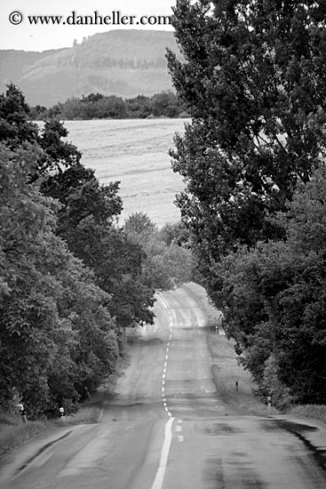 tree-lined-road-bw-1.jpg