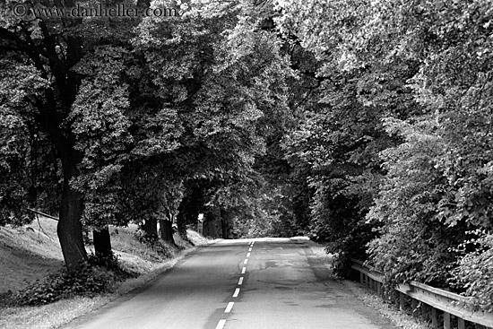 tree-lined-road-bw-2.jpg