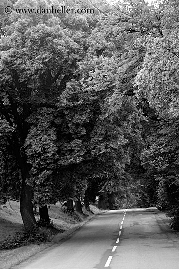 tree-lined-road-bw-3.jpg