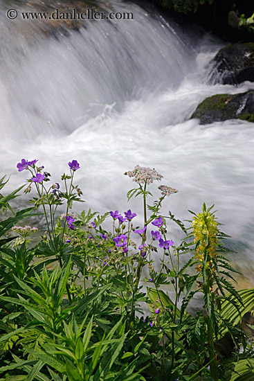 flowers-n-flowing-river-1.jpg