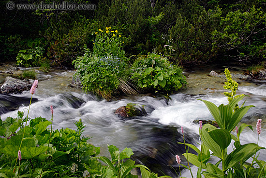 flowers-n-flowing-river-3.jpg