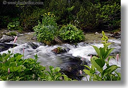 images/Europe/Slovakia/Water/flowers-n-flowing-river-3.jpg