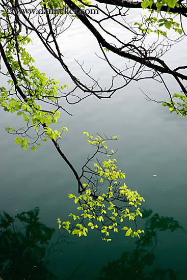 branch-water-reflection-1.jpg