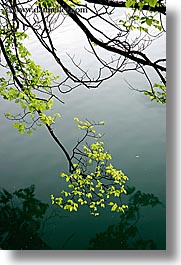 bled, branches, europe, lakes, reflections, slovenia, trees, vertical, water, photograph