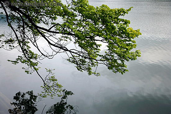 branch-water-reflection-3.jpg