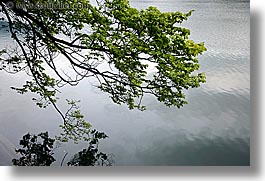 bled, branches, europe, horizontal, lakes, reflections, slovenia, trees, water, photograph
