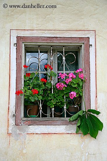 geraniums-n-window-1.jpg