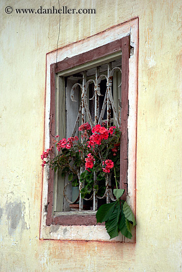 geraniums-n-window-3.jpg